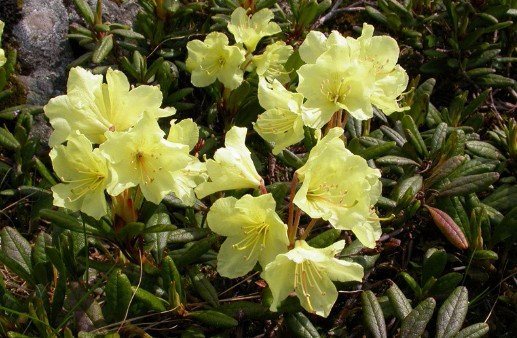Rhododendron keemasan