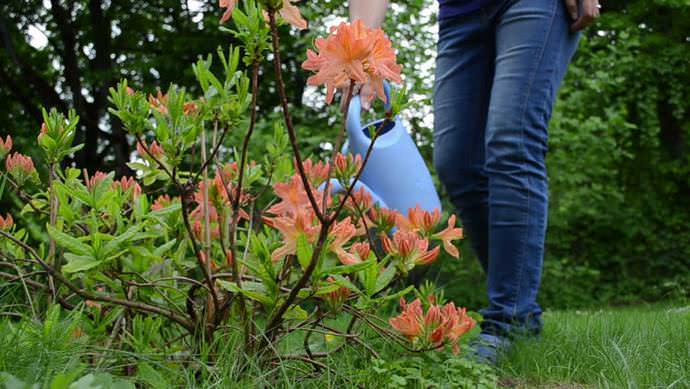 Ang mga Rhododendrons ay nabibilang sa kategorya ng mga halaman na mahilig sa kahalumigmigan, kaya't ang patubig ay may mahalagang papel.