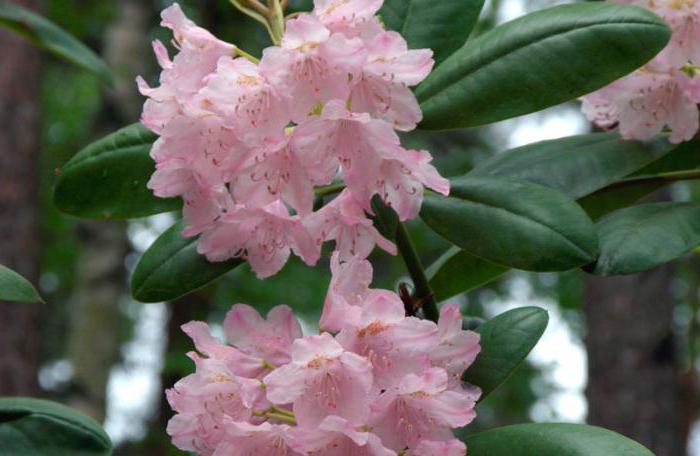 rhododendron penjagaan wilayah Moscow