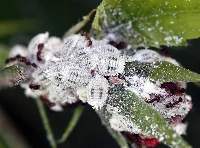 Rhododendrons are affected by mealybugs