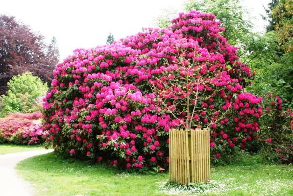Rhododendrons in the Moscow region