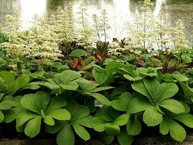 Rogersia конски кестен-листни засаждане и грижи Снимка от резервоара