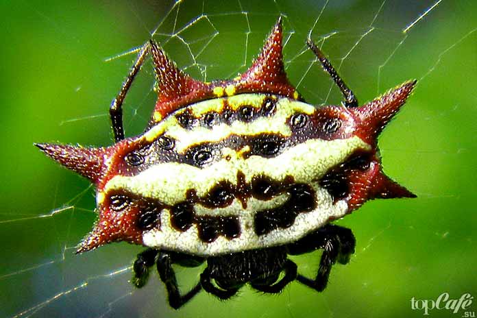 Horned spider