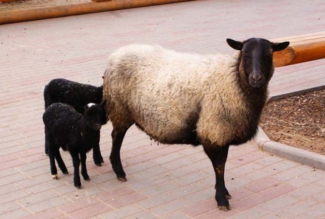 Романови овце с агнета