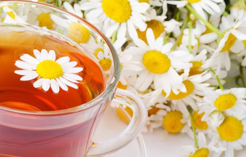 Pharmacy chamomile is used independently and in herbal preparations for the manufacture of medicinal drinks