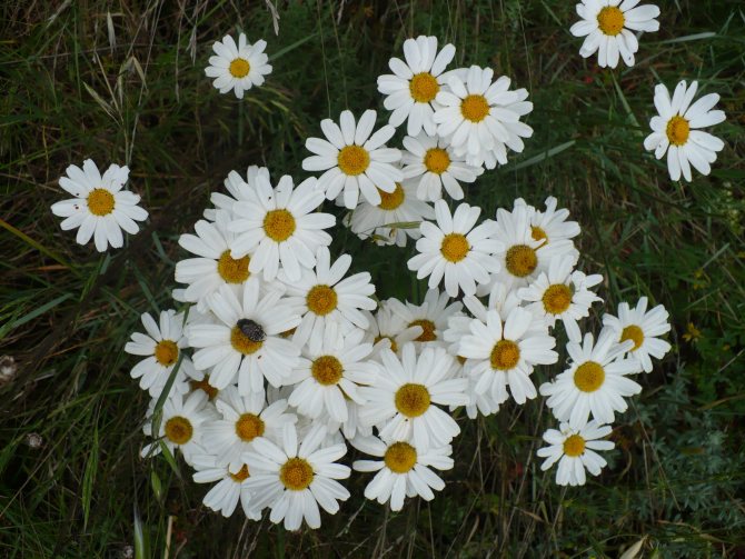 Chamomile is not demanding on care, soil composition, frost-resistant