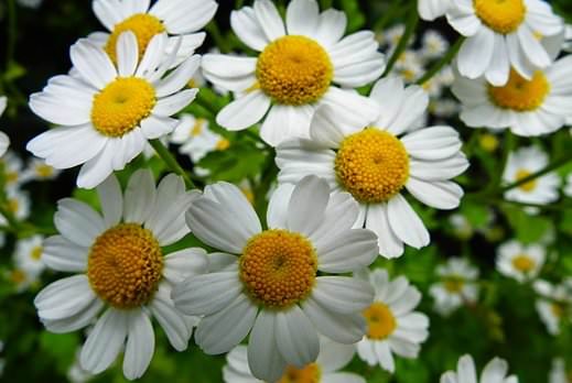Camomille Feverfew