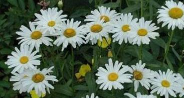 Chamomile garden large perennial planting and care