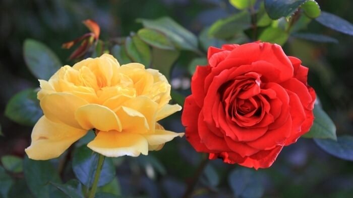 Rosa Aida is the most fragrant flower in the world