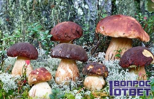 Mushroom growth after rain