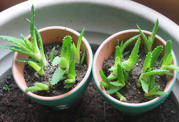 Aloe sprouts in pots
