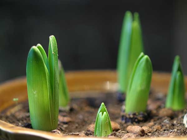 Ang mga sprout ng hyacinth na maraming araw na ang edad