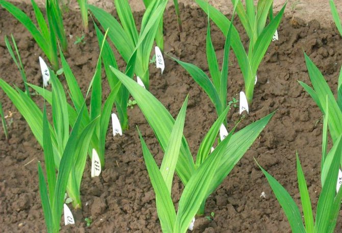 groddar av gladioli i marken