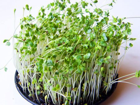 flax sprouts para sa paggamot