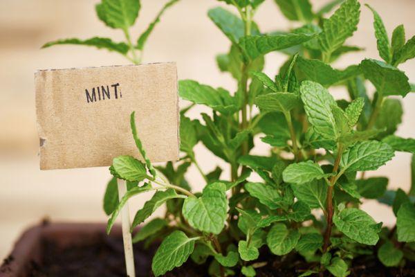 Mint sprouts