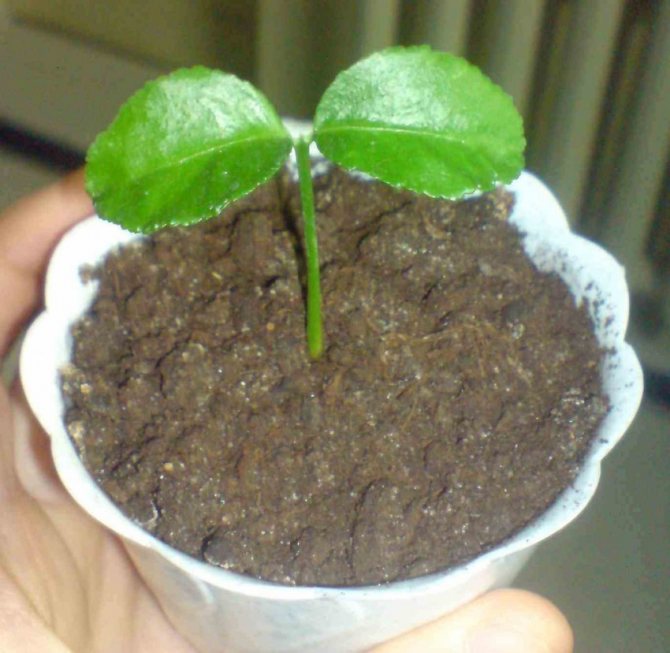 plum sprout sa isang palayok na may lupa