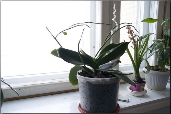 Growing orchid