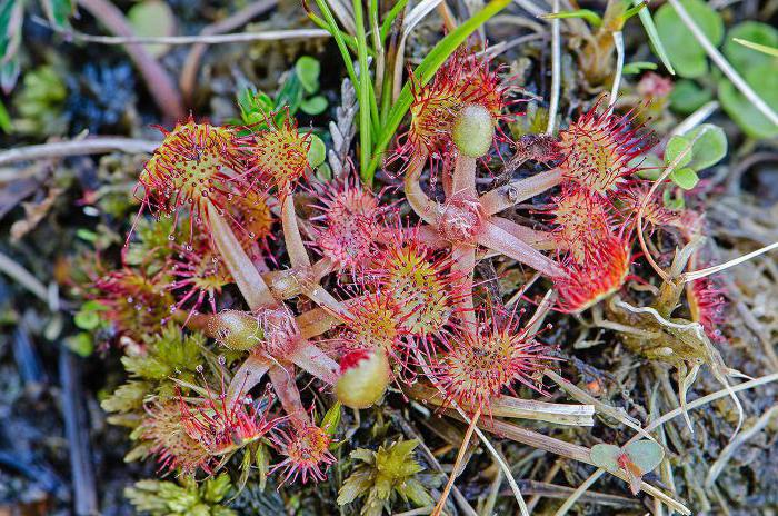 round-leaved sundew where it grows