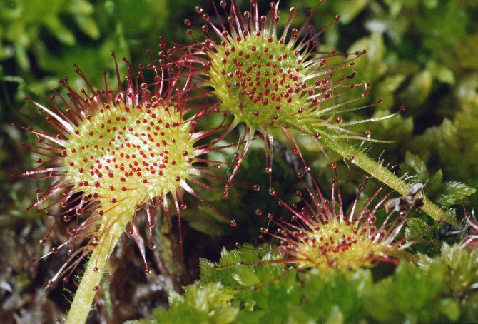 sundew at home