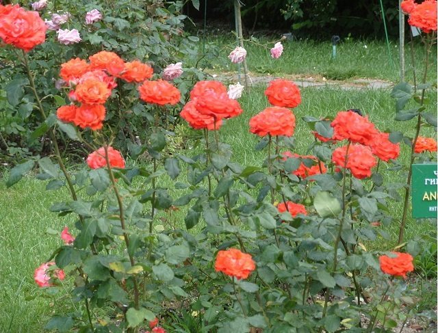 tsaa rosas - hybrid Angelica