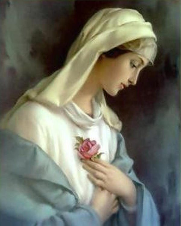 Rose - the flower of the Virgin, photo number 1
