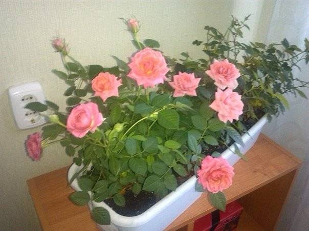 Rose sprießen in einer Vase, wie man pflanzt