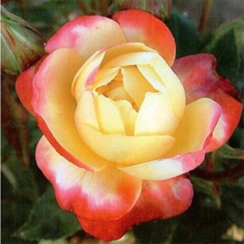 rose floribunda bintang baru