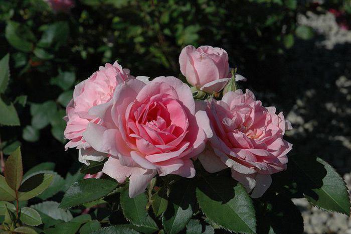 Описание на сорта канадски рози