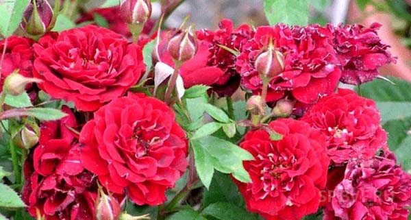 rose canadian park varieties