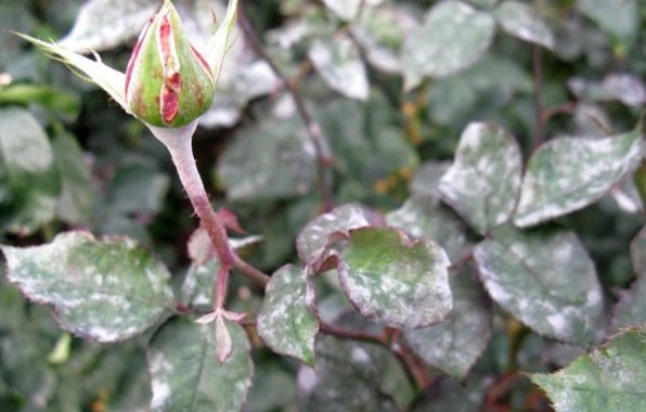 Rose-Cordana-flower-Description-features-species-and-cultivation-roses-Cordana-18