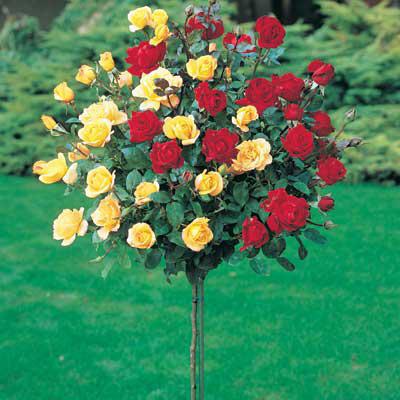 rose arbuste magnifiquement fleuri