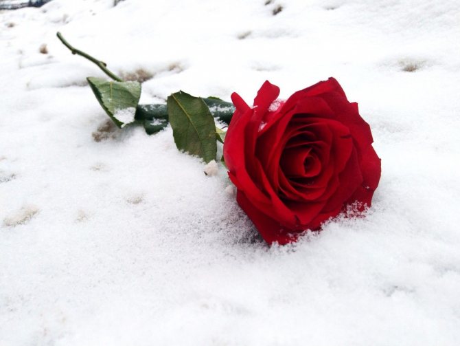 Роза в снега