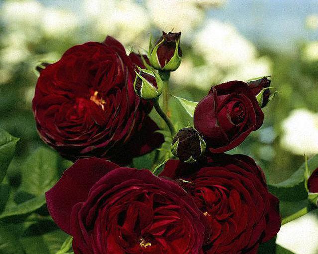 Horolezecká růže Black Queen: popis