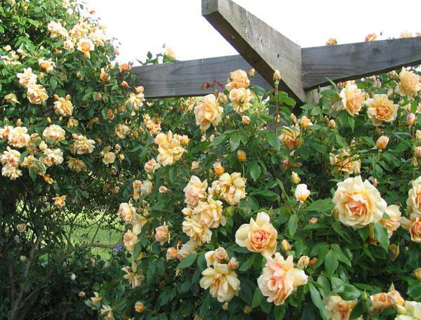 rose rubiginoza