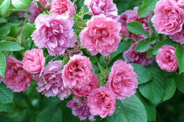 Variété de rose "Pink Grothendorst"