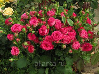 Rose spray best varieties