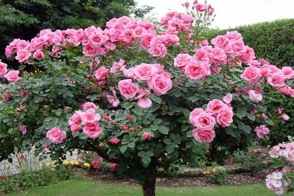 rose in rosehip