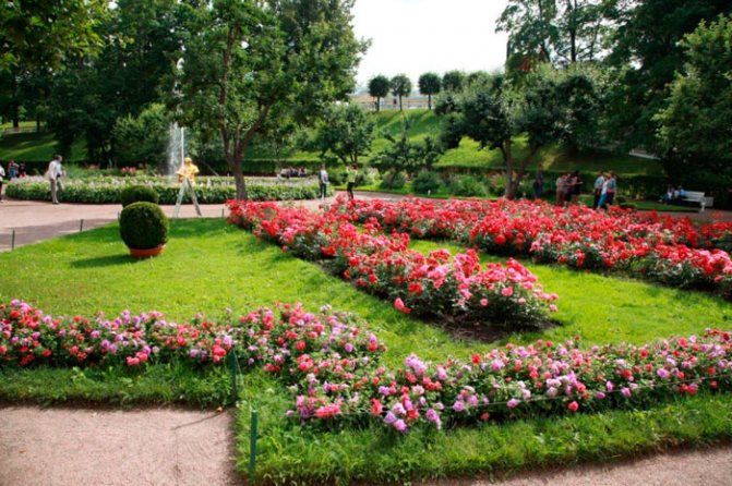 The rose garden is laid out on a large square in the city park
