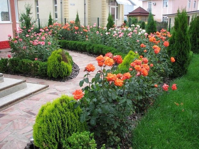 rosenträdgård med barrträd