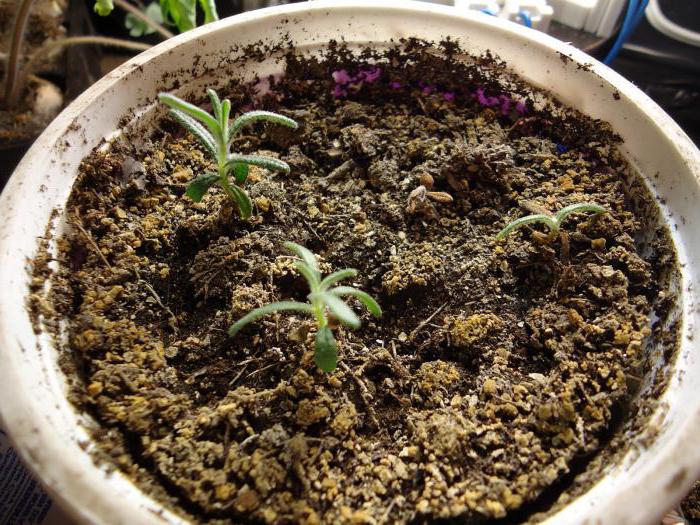 rosmarinplantering och vård i det öppna fältet i förorterna