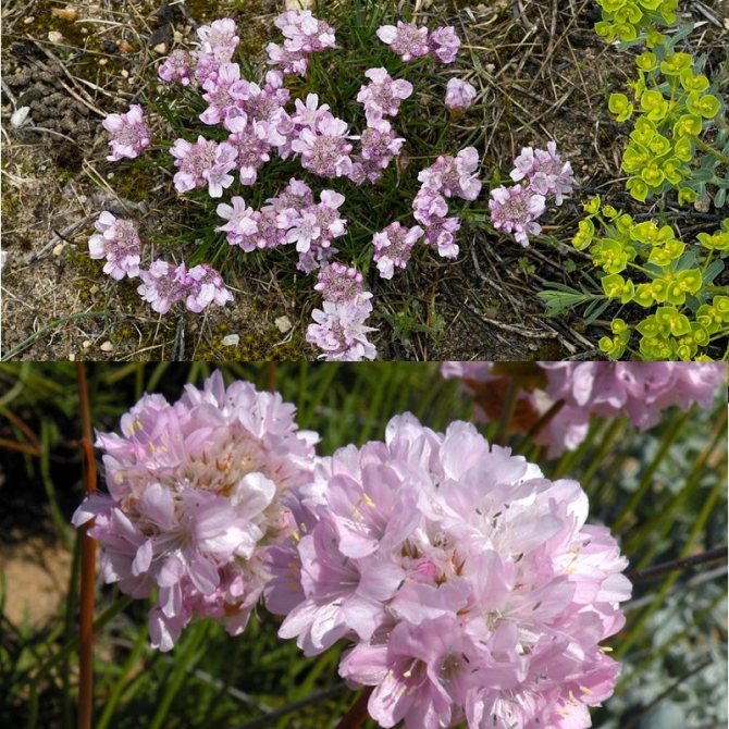 armeria alpine berwarna merah jambu bergambar
