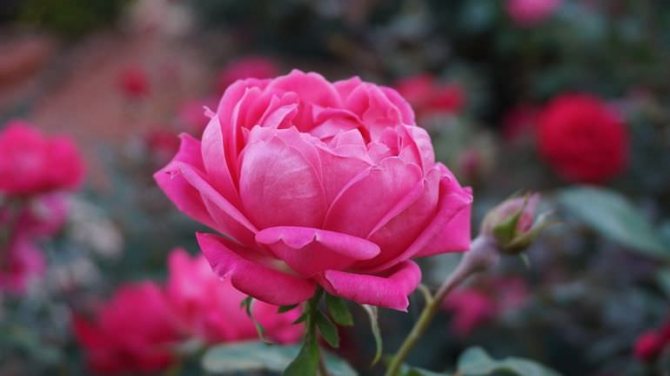 Розова роза
