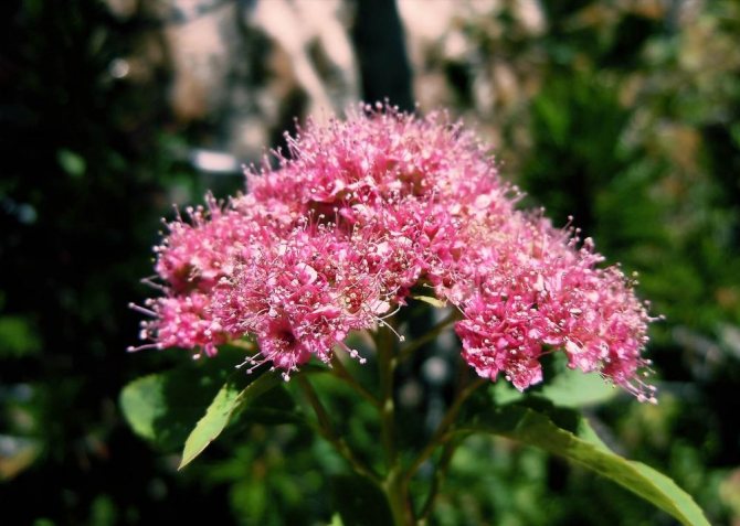 Pink spirea from America