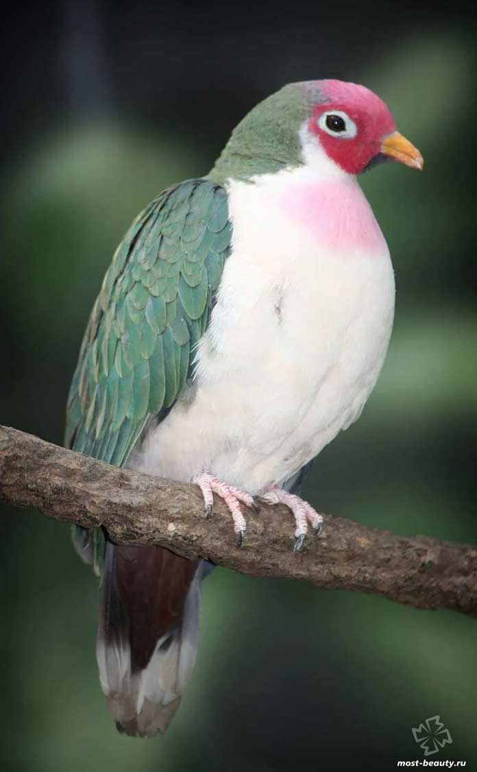 Růžový skvrnitý holub