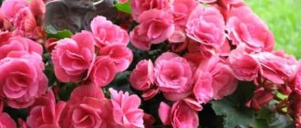 Розови цветя