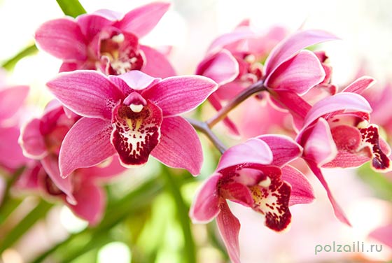 Růžové květy orchidejí