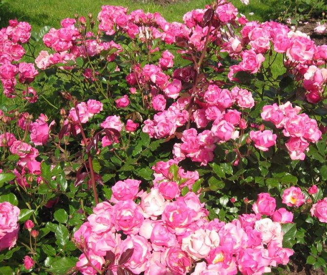 Розови храсти