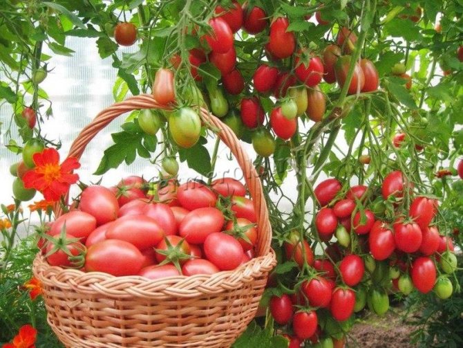 Pink tomatoes in a basket