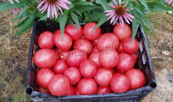 Pink tomatoes in a box