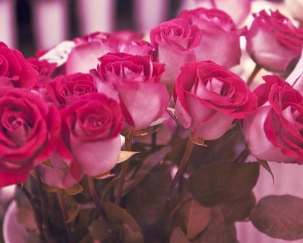 trandafiri roz însemnând